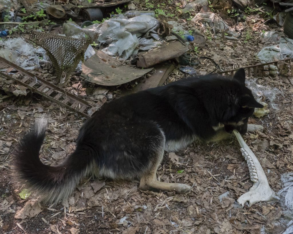 Dog Chewing a Moose Jaw in Zalissia