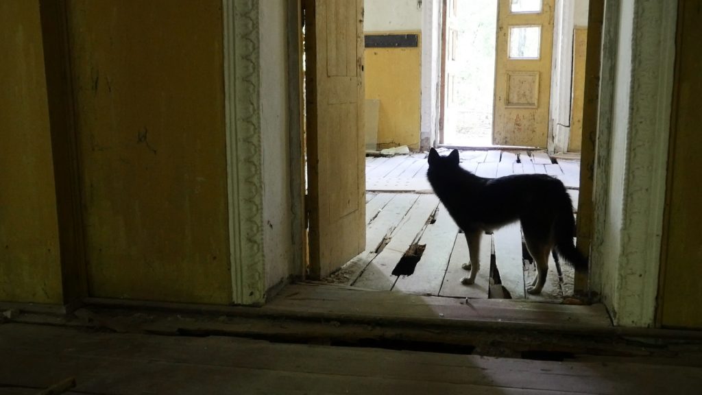 A Dog in Zalissia
