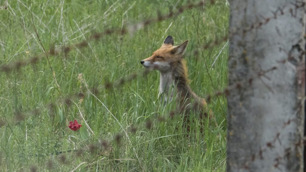 Mama Fox at the Security Checkpoint