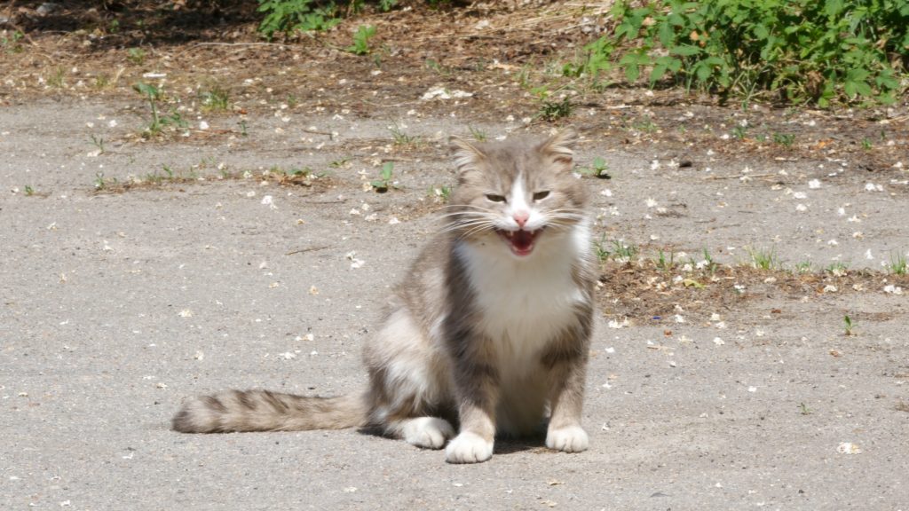 Chernobyl Cat