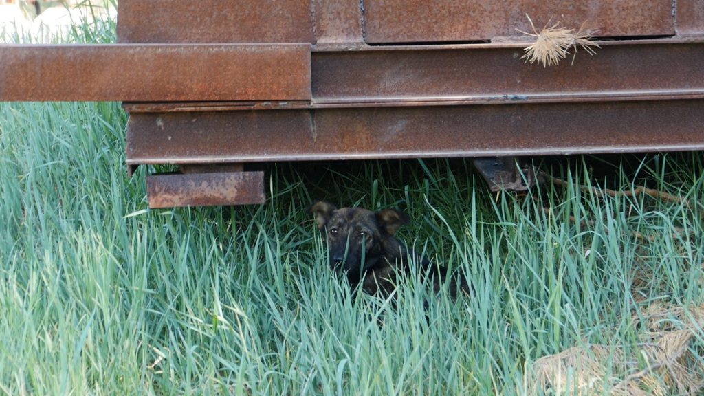 Dig Hiding at the Train Station