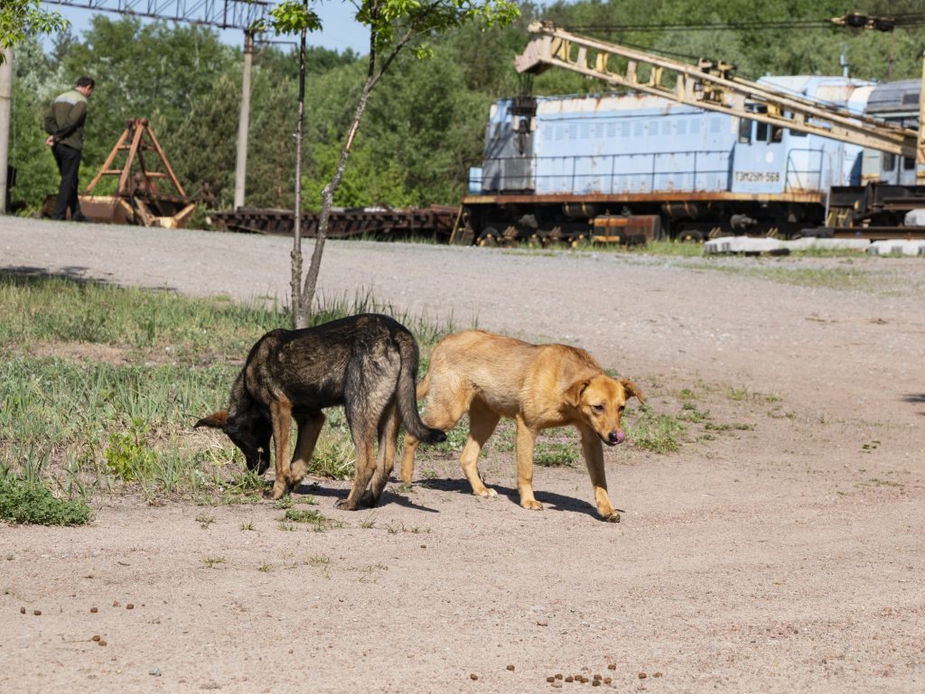 Dogs at the Train Station
