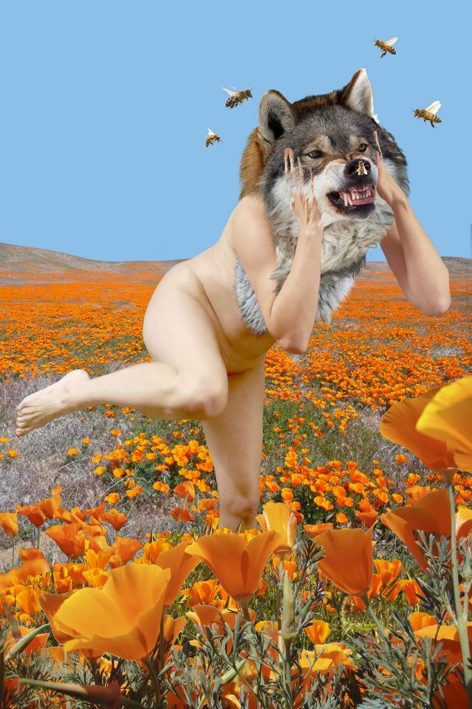 Werewolf in a Field of Poppies,  Inkjet Print, 72 in x 48 in, 2017