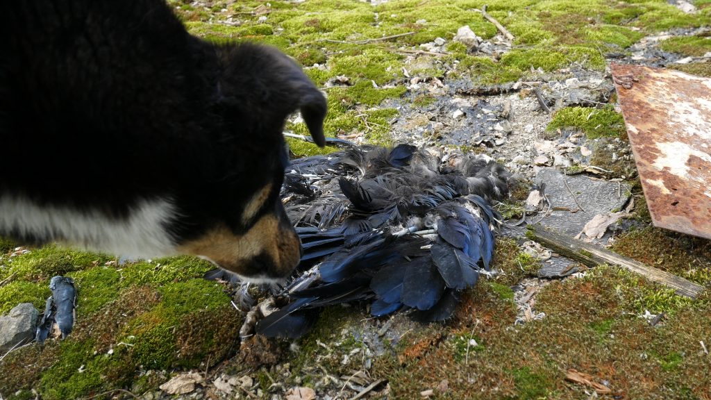 Mashka Sniffing a Dead Raven