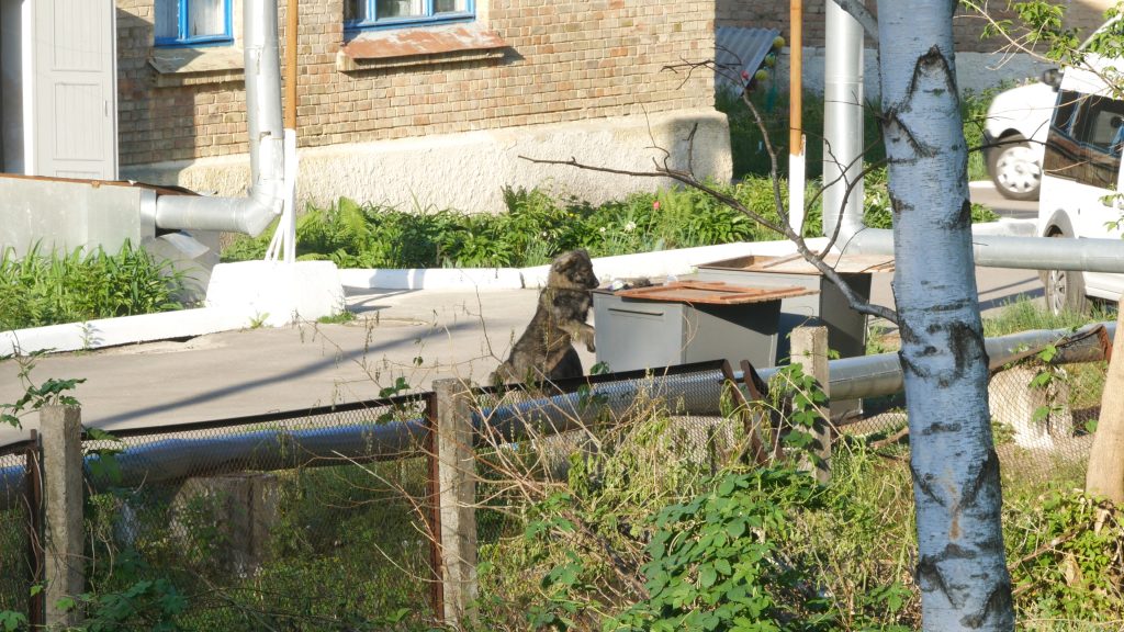 cat house fallout 4 cat house fallout 4
